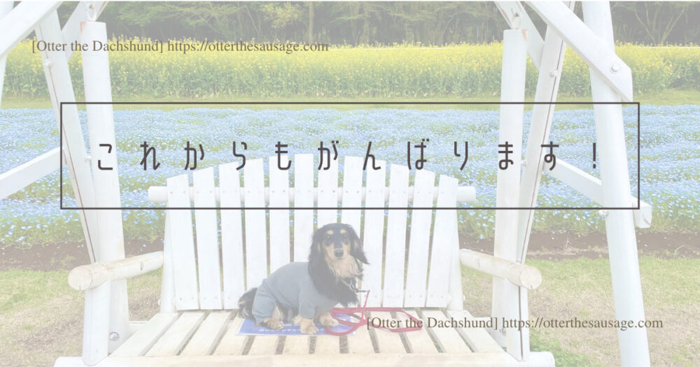 Blog Header image_traveling-with-dog-in-japan-adventures-of-tabi-inu-blog-1-year-anniversary_犬と旅行_犬連れ旅行_これからもがんばります！